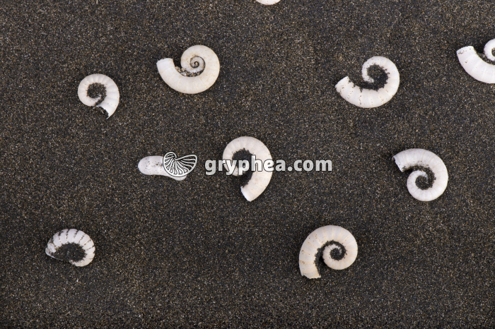 Sable basaltique et coquilles de mollusques (Piha Beach, NZ) - gryphea.com